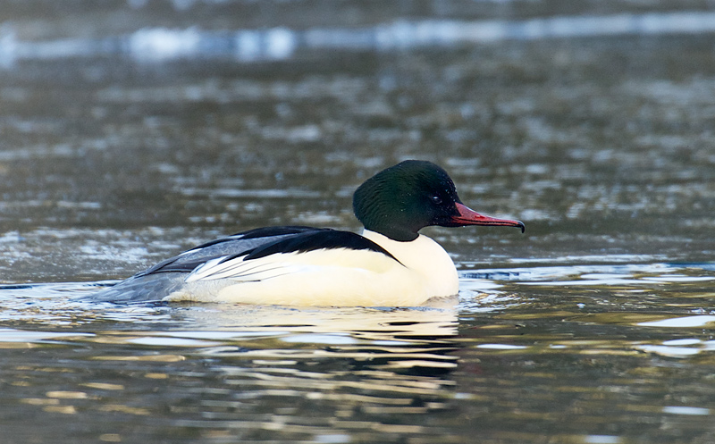 Laksand - Goosander (Mergus merganser) male.jpg